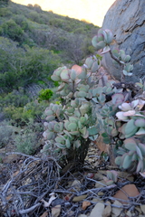 Crassula arborescens