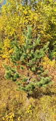 Pinus sylvestris