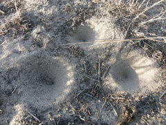 Myrmeleon formicarius