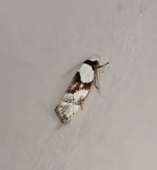 Euphiltra epilecta