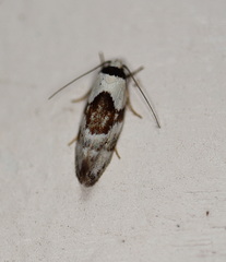 Euphiltra epilecta