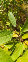 Salix cinerea