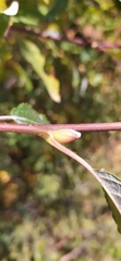 Salix cinerea