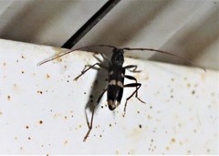 Coleocoptus senio