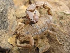 Parabuthus planicauda