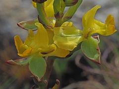 Ceratandra bicolor