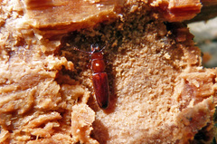 Prostomis mandibularis