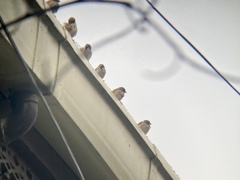 Passer montanus