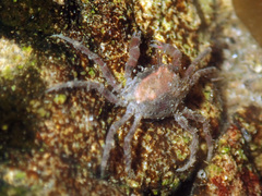 Halicarcinus