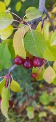 Malus baccata