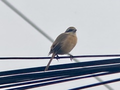 Lanius cristatus