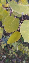 Populus tremula