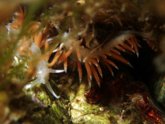 Coryphellina albomarginata