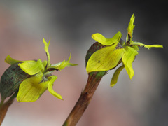 Moraea inconspicua