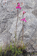Disa venosa