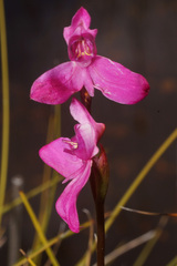 Disa venosa