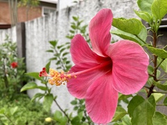 Hibiscus rosa-sinensis