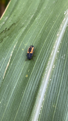 Harmonia axyridis
