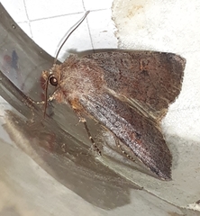 Protolampra sobrina