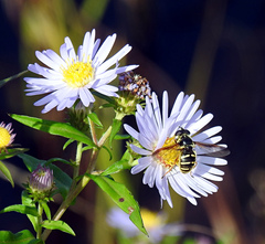 Sericomyia chrysotoxoides image