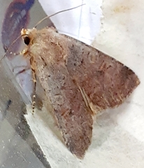 Protolampra sobrina