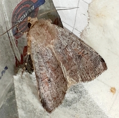Protolampra sobrina