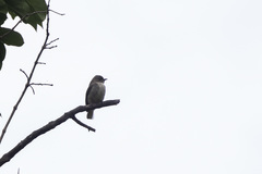 Prodotiscus regulus