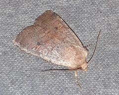 Protolampra sobrina