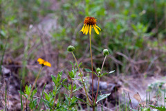 Tetragonotheca texana