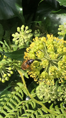 Eristalis pertinax