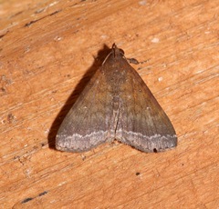 Physula albipunctilla