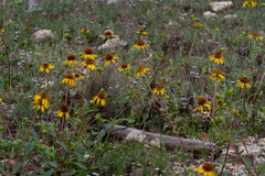 Tetragonotheca texana