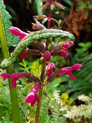 Stachys thunbergii