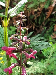 Stachys thunbergii