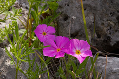 Phlox roemeriana