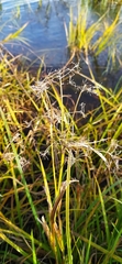 Scirpus radicans