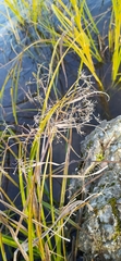 Scirpus radicans