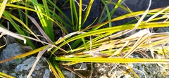 Scirpus radicans