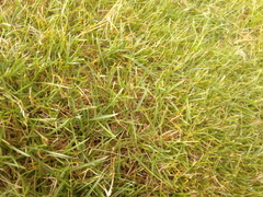 Zoysia tenuifolia