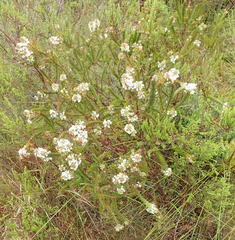 Struthiola dodecandra