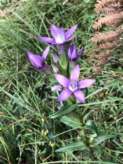 Gentianella germanica