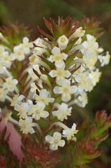 Struthiola dodecandra