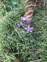 Gentianella germanica