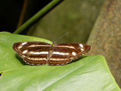 Neptis taiwana
