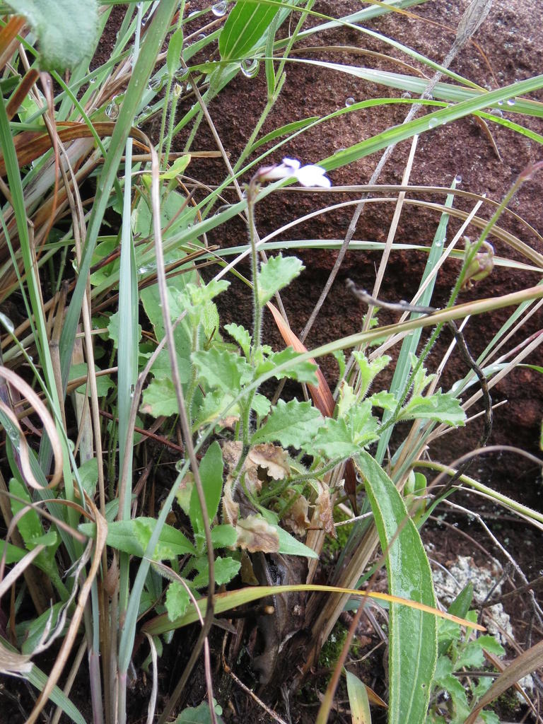 River Lobelia