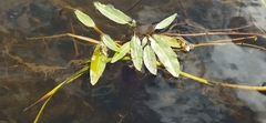 Persicaria amphibia