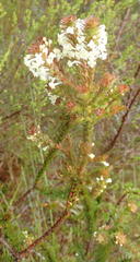 Struthiola dodecandra