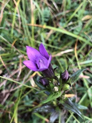 Gentianella germanica