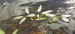 Persicaria amphibia