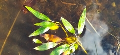 Persicaria amphibia